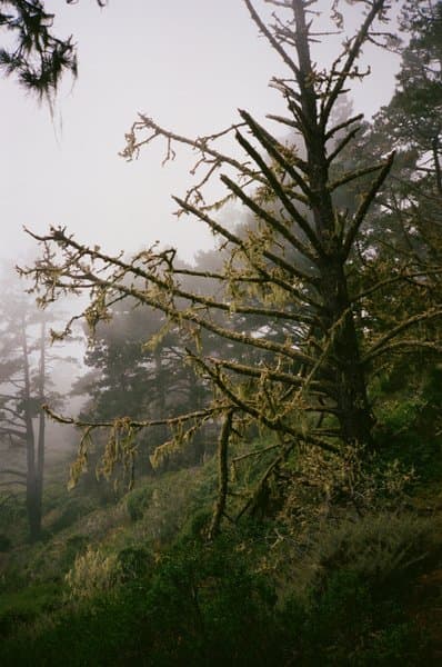 Forest Light